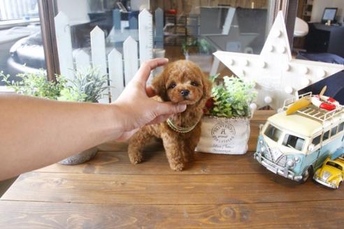 成約済の埼玉県のトイプードル-33846の2枚目