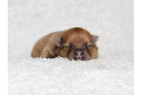 成約済の大阪府のポメラニアン-34639の1枚目