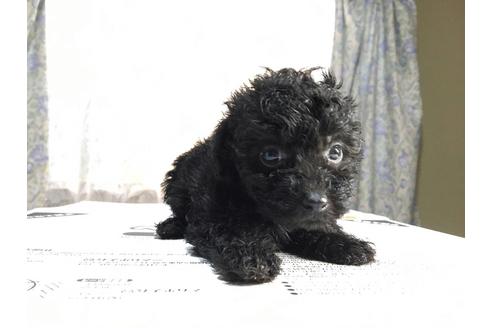 成約済の山口県のタイニープードル-34413の2枚目