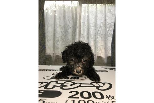 成約済の山口県のタイニープードル-34561の1枚目