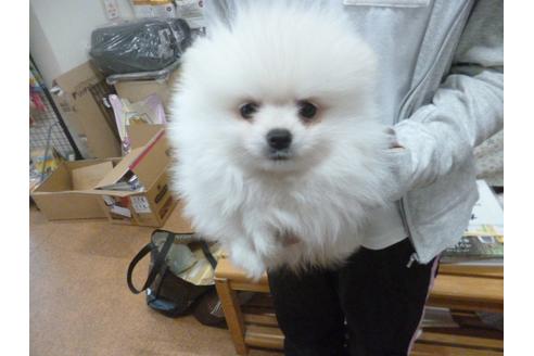 成約済の福岡県のポメラニアン-34651の2枚目