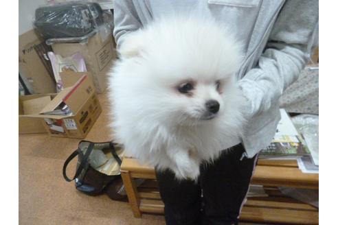 成約済の福岡県のポメラニアン-34651の3枚目