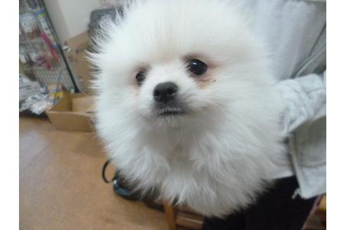 成約済の福岡県のポメラニアン-34651の4枚目
