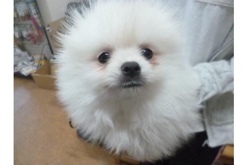 成約済の福岡県のポメラニアン-34651の1枚目