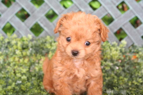 成約済の京都府のチワプー:チワワ×トイプードル-33871の5枚目