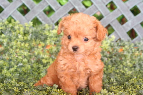 成約済の京都府のチワプー:チワワ×トイプードル-33871の4枚目