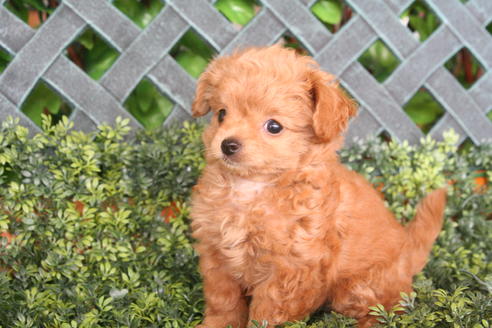 成約済の京都府のチワプー:チワワ×トイプードル-33871の3枚目