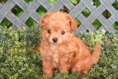 成約済の京都府のチワプー:チワワ×トイプードル-33871の2枚目