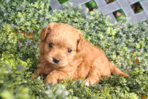 成約済の京都府のチワプー:チワワ×トイプードル-33871の1枚目