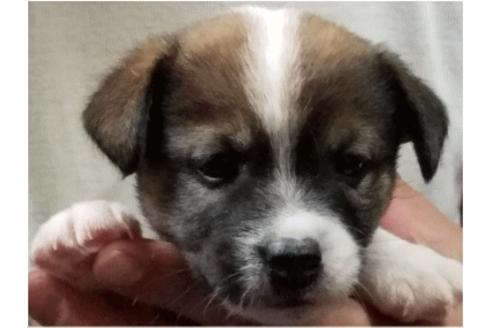 成約済の広島県のジャックラッセルテリア-34670の1枚目