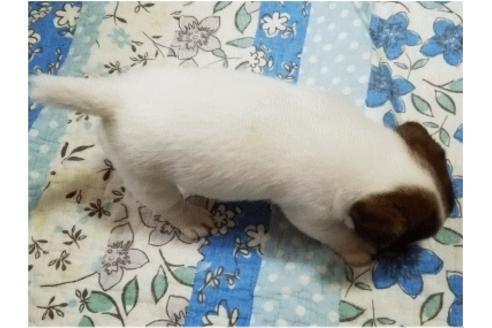 成約済の広島県のジャックラッセルテリア-34670の2枚目