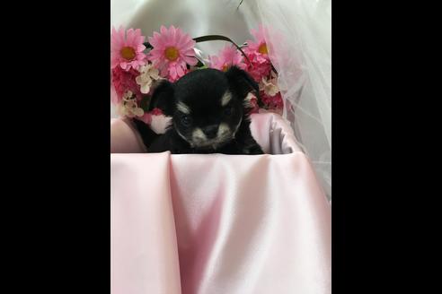 成約済の香川県のチワワ(ロングコート)-34691の1枚目