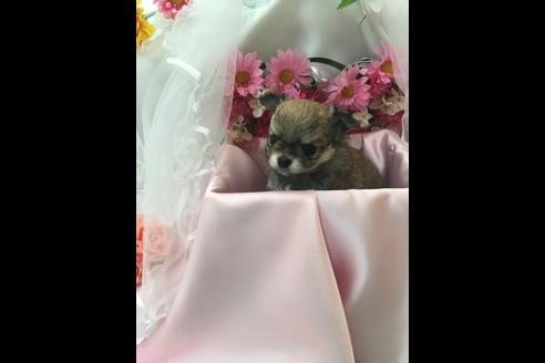 成約済の香川県のチワワ(ロングコート)-34692の1枚目