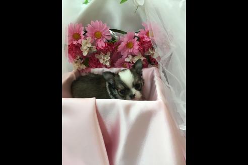 成約済の香川県のチワワ(ロングコート)-34693の1枚目