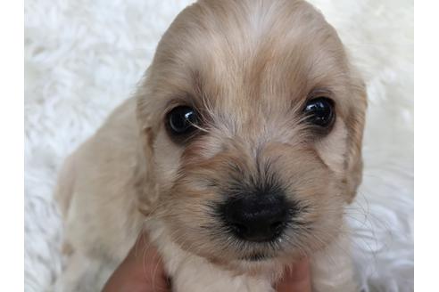 成約済の茨城県のミックス犬-34743の4枚目