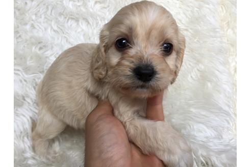 成約済の茨城県のミックス犬-34743の5枚目