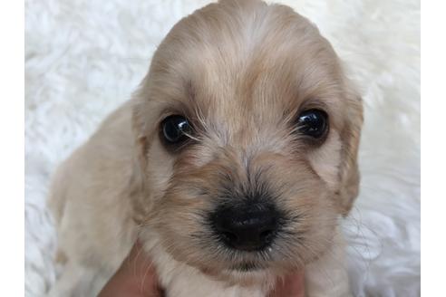 成約済の茨城県のミックス犬-34743の2枚目