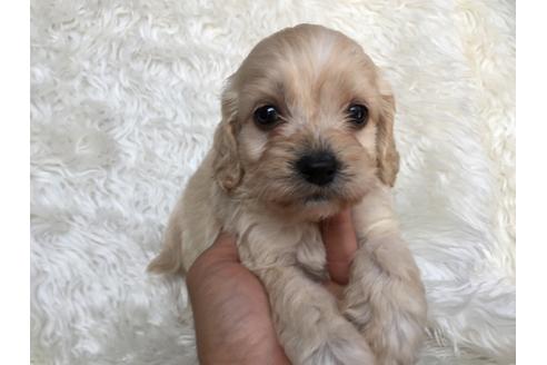 成約済の茨城県のミックス犬-34743の3枚目