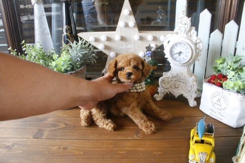 成約済の埼玉県のトイプードル-34745の5枚目