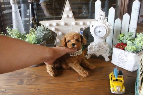 成約済の埼玉県のトイプードル-34745の4枚目