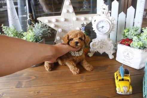 成約済の埼玉県のトイプードル-34745の3枚目