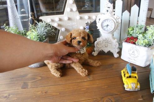 成約済の埼玉県のトイプードル-34745の1枚目