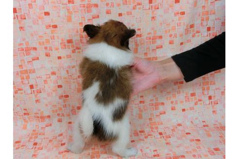成約済の千葉県のパピヨン-34752の1枚目