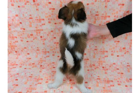 成約済の千葉県のパピヨン-34753の1枚目