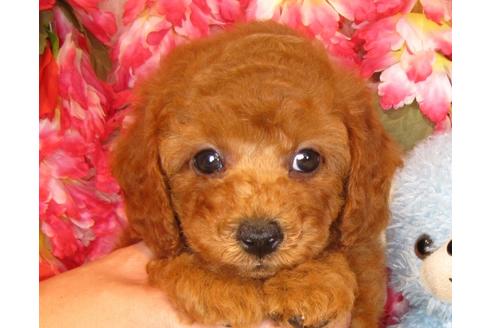 成約済の茨城県のトイプードル-34759の5枚目