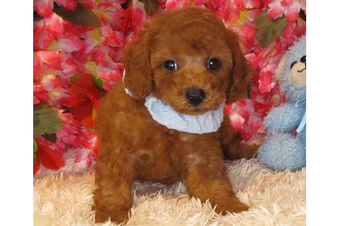 成約済の茨城県のトイプードル-34759の4枚目