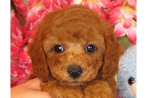 成約済の茨城県のトイプードル-34759の3枚目