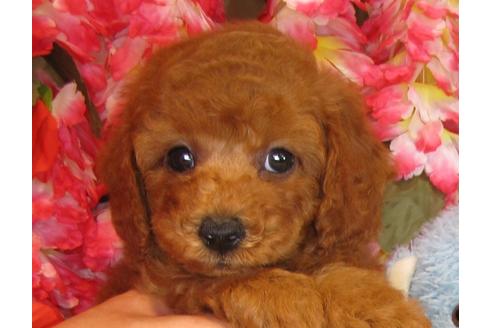 成約済の茨城県のトイプードル-34759の2枚目