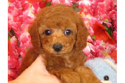 成約済の茨城県のトイプードル-34759の1枚目