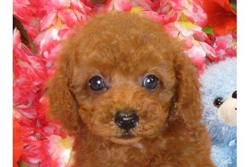 成約済の茨城県のトイプードル-34760の5枚目