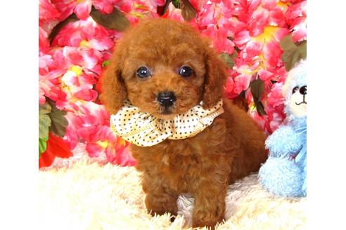 成約済の茨城県のトイプードル-34760の4枚目