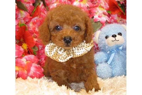 成約済の茨城県のトイプードル-34760の3枚目