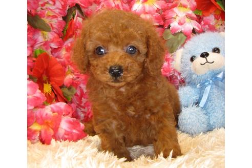 成約済の茨城県のトイプードル-34760の2枚目