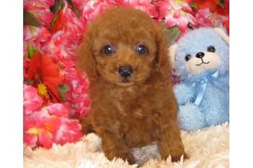 成約済の茨城県のトイプードル-34760の1枚目