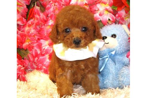 成約済の茨城県のトイプードル-34761の4枚目