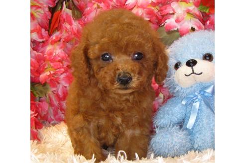 成約済の茨城県のトイプードル-34761の3枚目