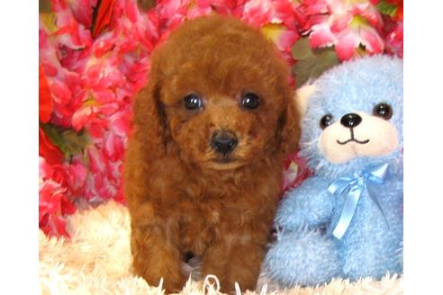 成約済の茨城県のトイプードル-34761の2枚目