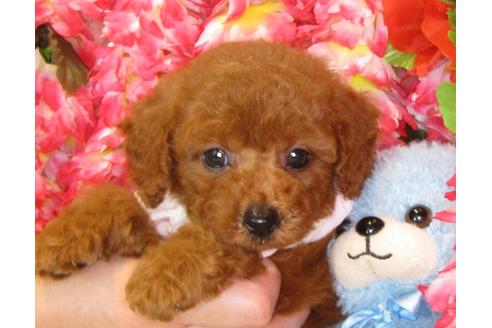 成約済の茨城県のトイプードル-34761の1枚目