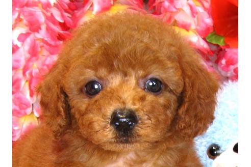 成約済の茨城県のトイプードル-34762の5枚目