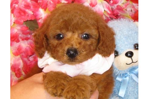 成約済の茨城県のトイプードル-34762の4枚目