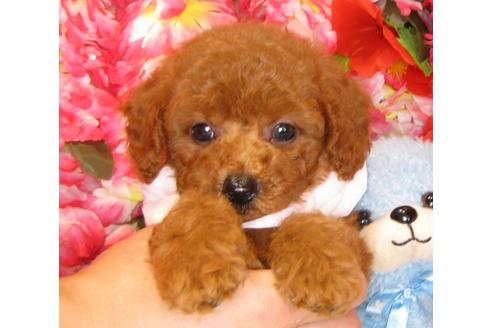 成約済の茨城県のトイプードル-34762の1枚目