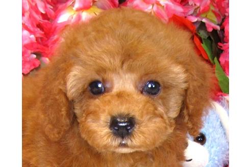 成約済の茨城県のトイプードル-34763の5枚目