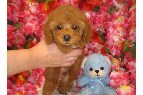 成約済の茨城県のトイプードル-34763の4枚目