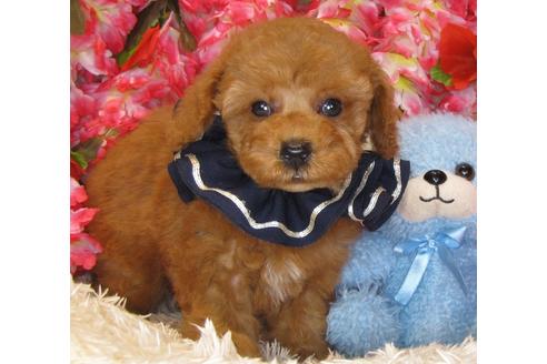 成約済の茨城県のトイプードル-34763の3枚目