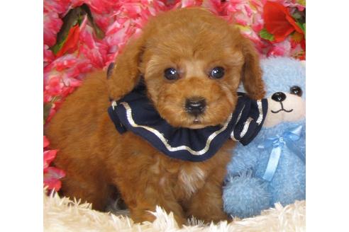 成約済の茨城県のトイプードル-34763の2枚目