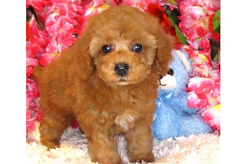 成約済の茨城県のトイプードル-34763の1枚目